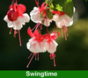 Fuchsia Hanging Basket 12 inch